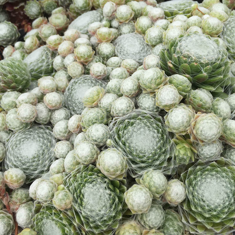 Cobweb Hens & Chicks