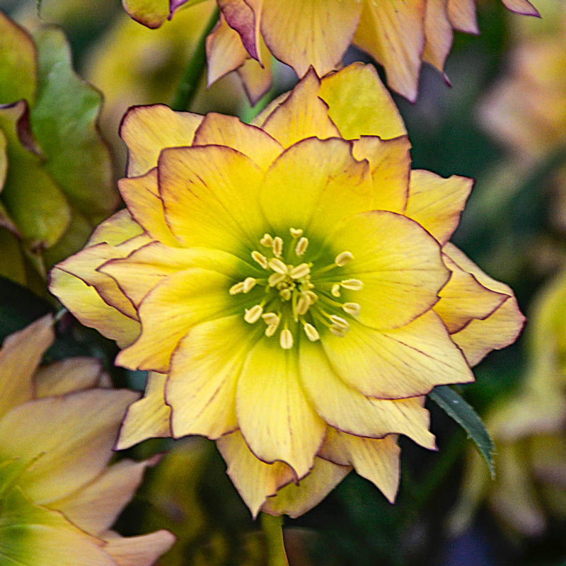 First Dance Lenten Rose