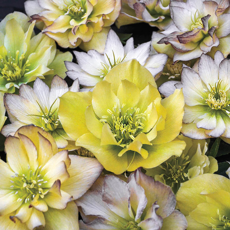 First Dance Lenten Rose