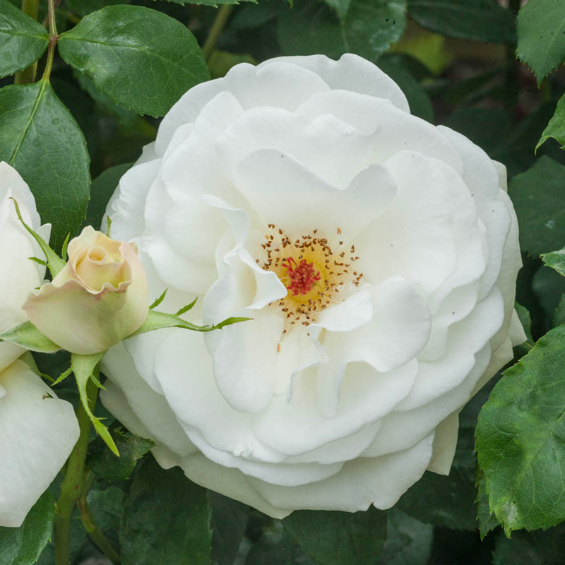 Sugar Moon Hybrid Tea Rose