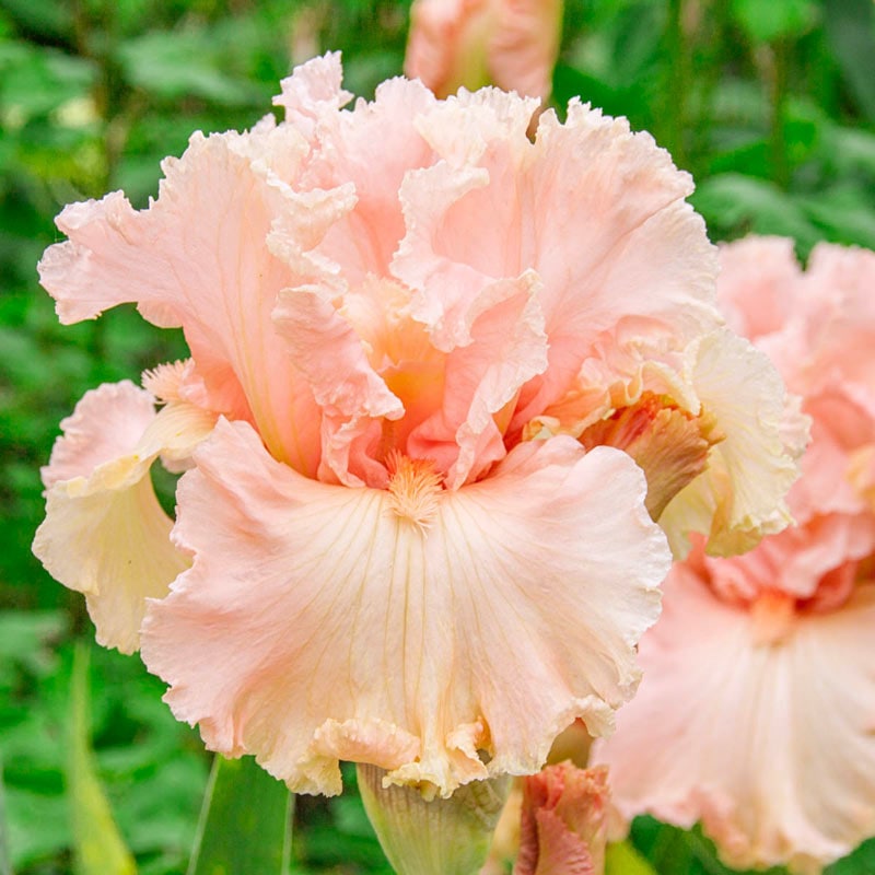 In Love Again Reblooming Bearded Iris