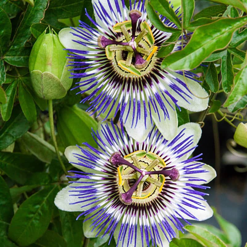 Passion Flower Vine At Plantsrose