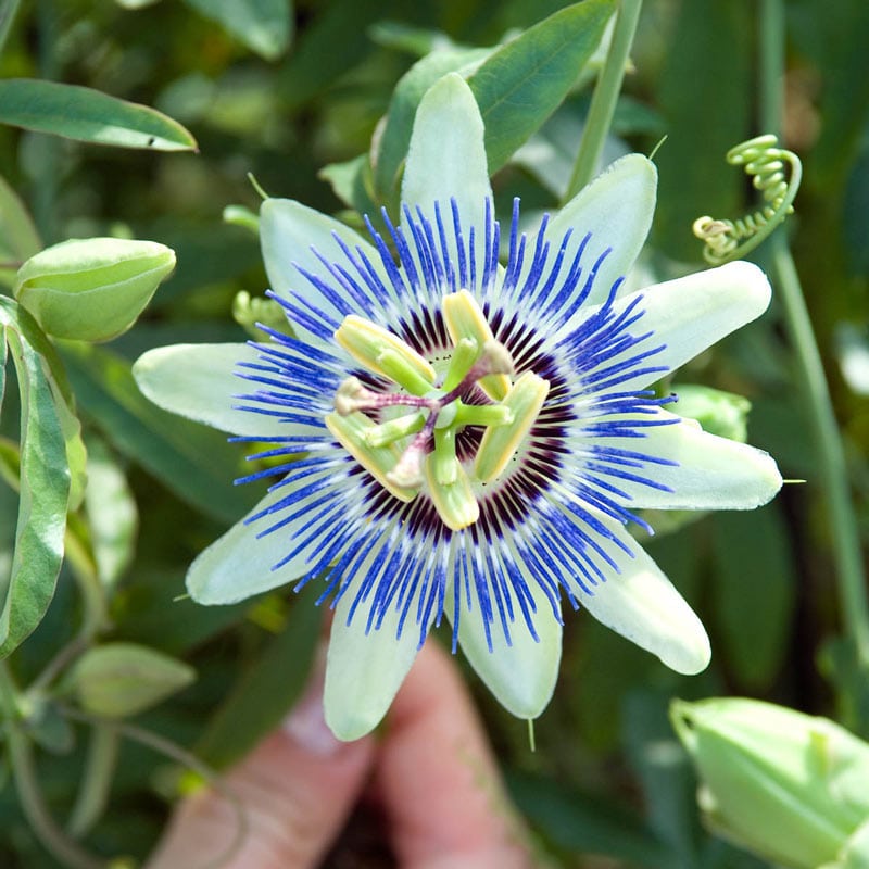 Passion Flower Vine At Plantsrose