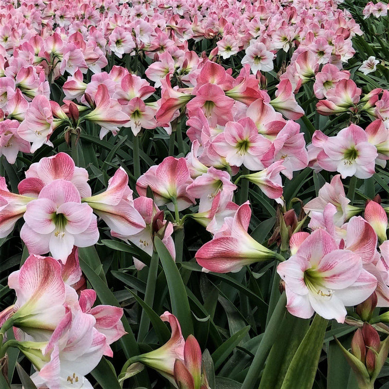 Amaryllis Apple Blossom (5 Pack)