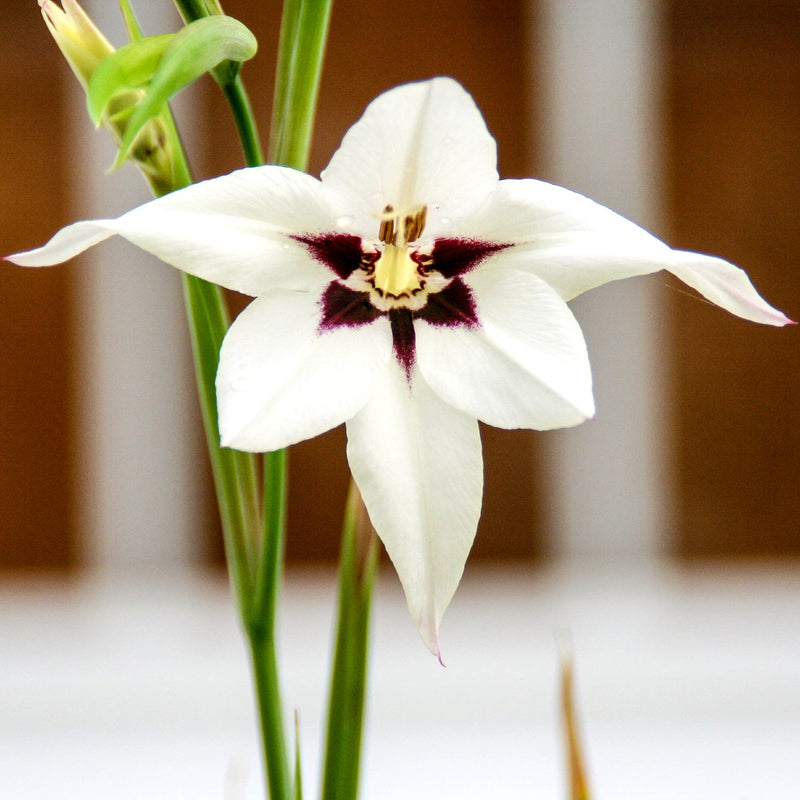 Acidanthera bicolor (Peacock Orchid)