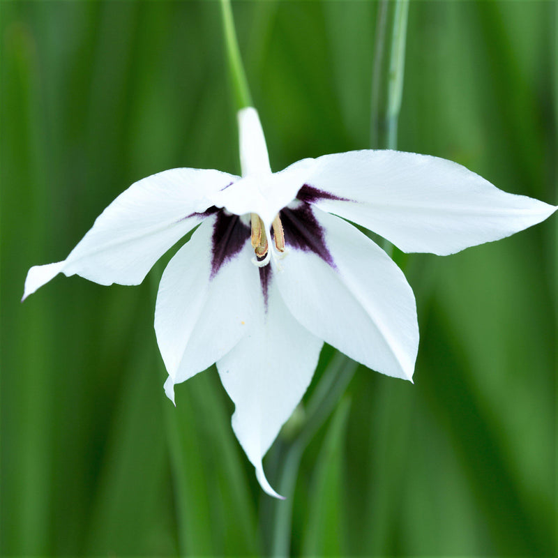 Acidanthera bicolor (Peacock Orchid)