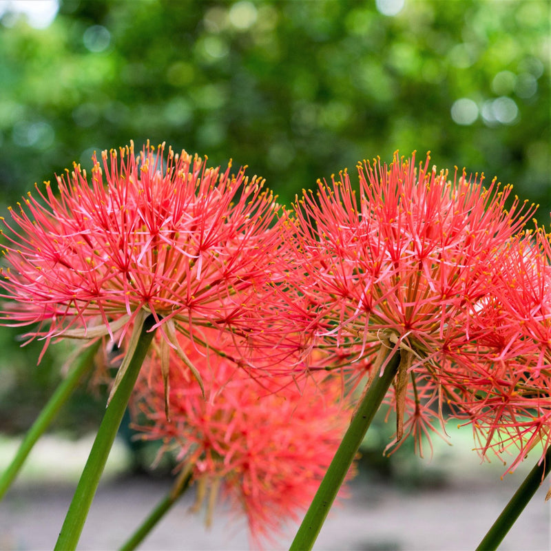 African Blood Lily