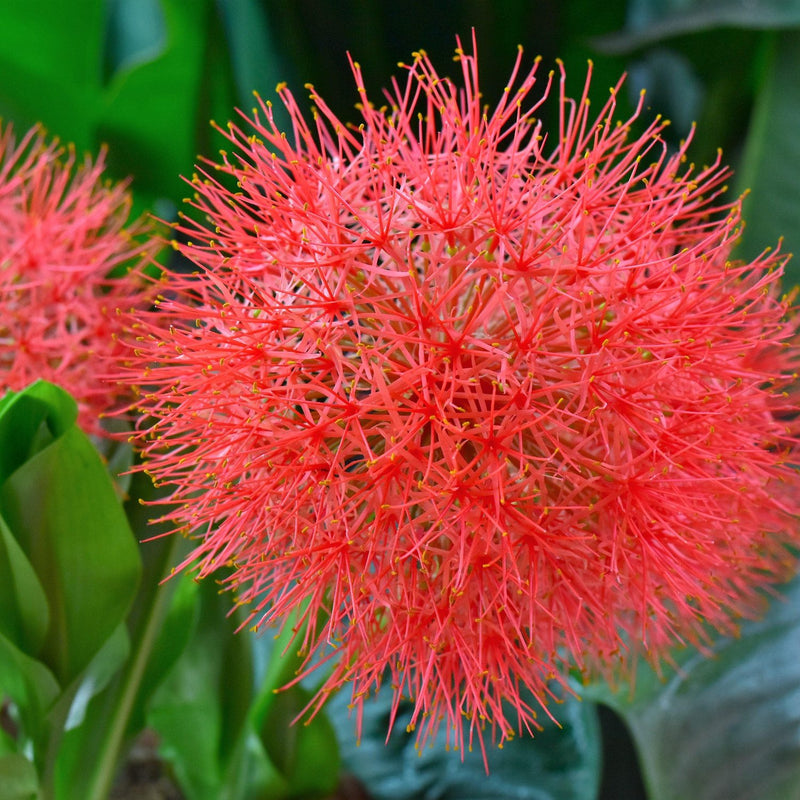 African Blood Lily