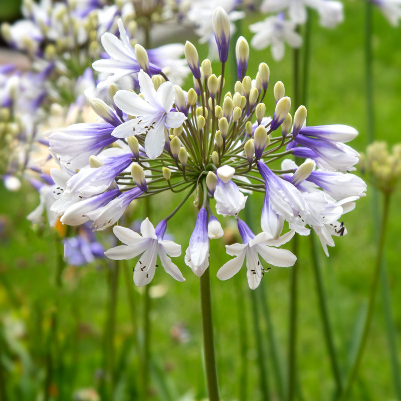 Agapanthus - Twister