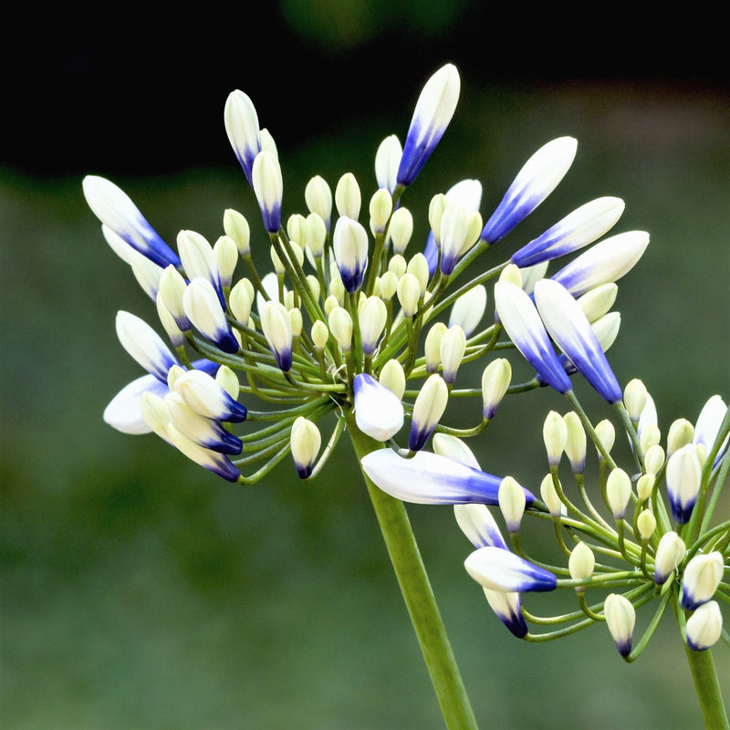 Agapanthus - Twister