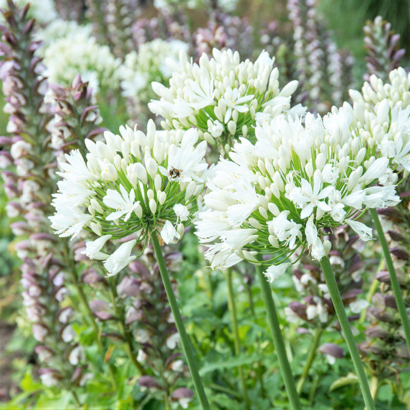 Agapanthus Glacier Stream