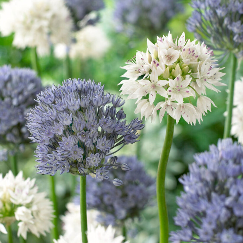 Allium Ocean Magic Mix