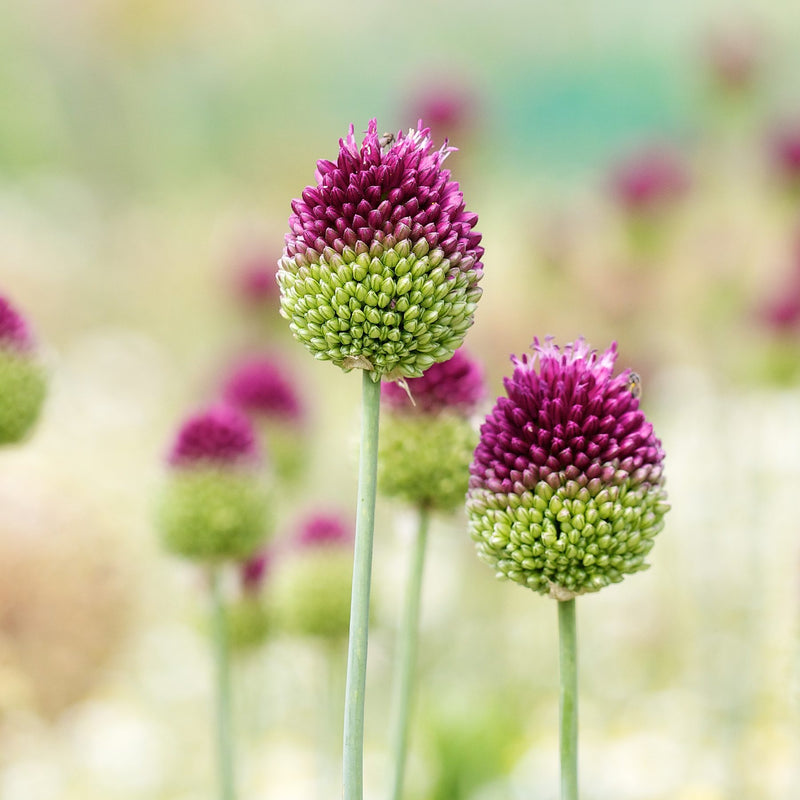 Allium sphaerocephalon (Drumstick)