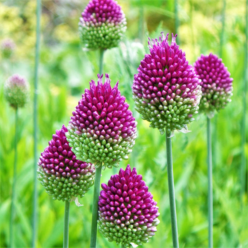 Allium sphaerocephalon (Drumstick)