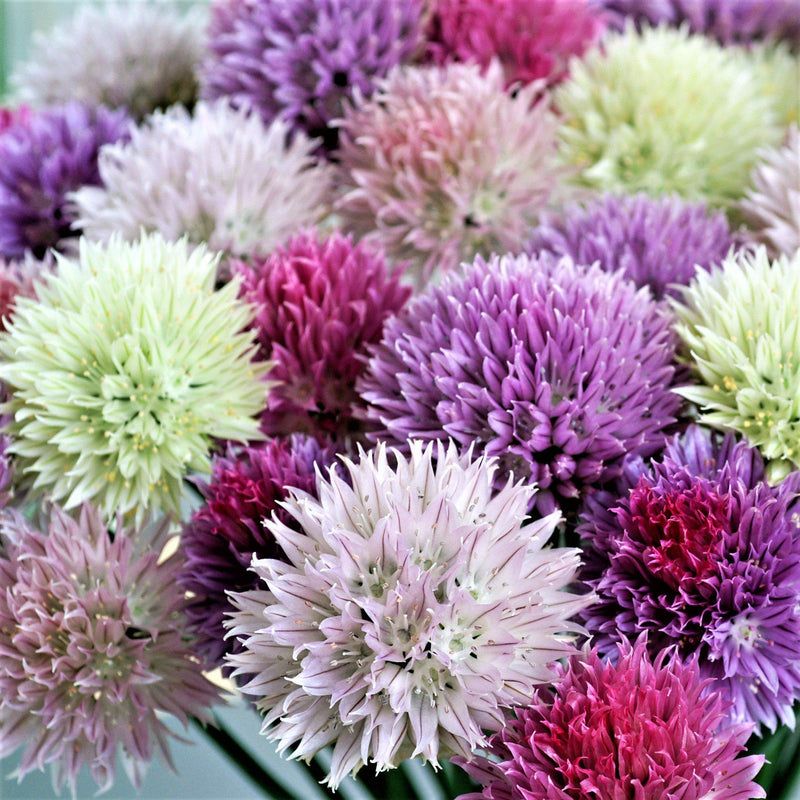 Allium Summer Sparkler Mix