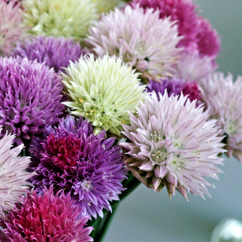 Allium Summer Sparkler Mix