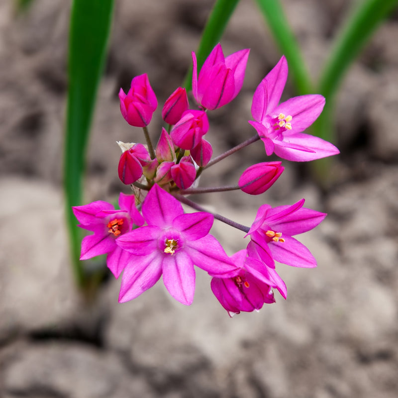 Allium Oreophilum