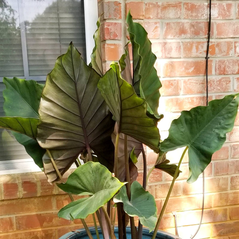 Alocasia Sumo