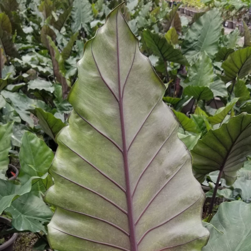 Alocasia Sumo