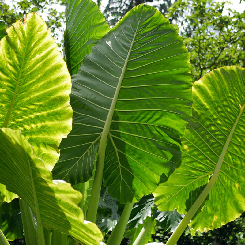 Alocasia Giant Upright Elephant Ear