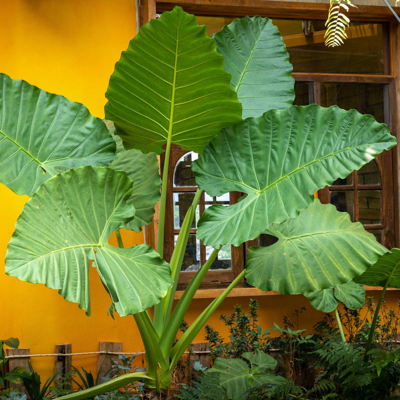 Alocasia Giant Upright Elephant Ear