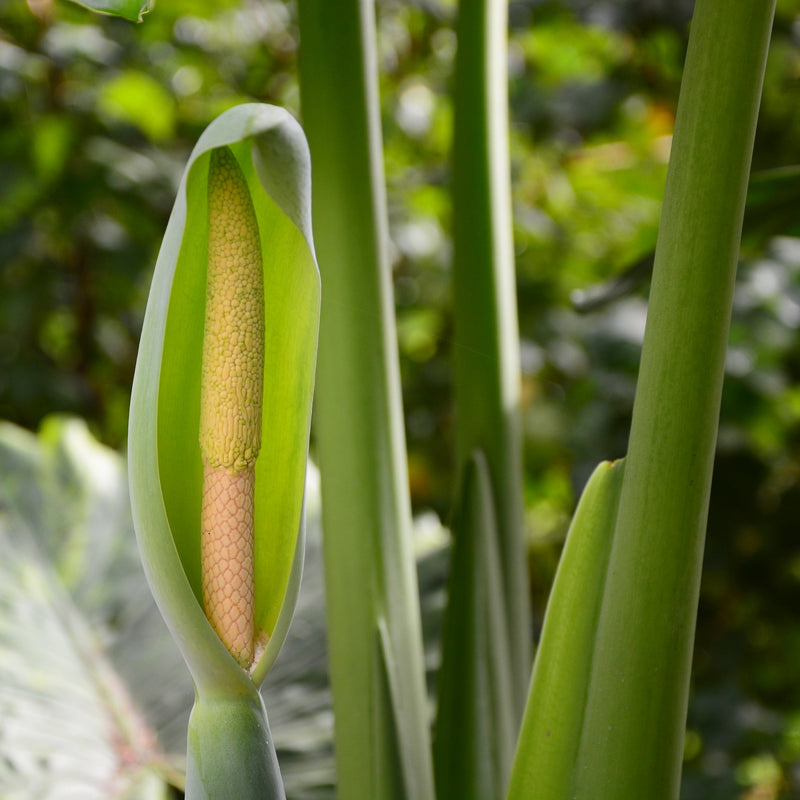 Alocasia Odora Giant Fragrant Elephant Ear