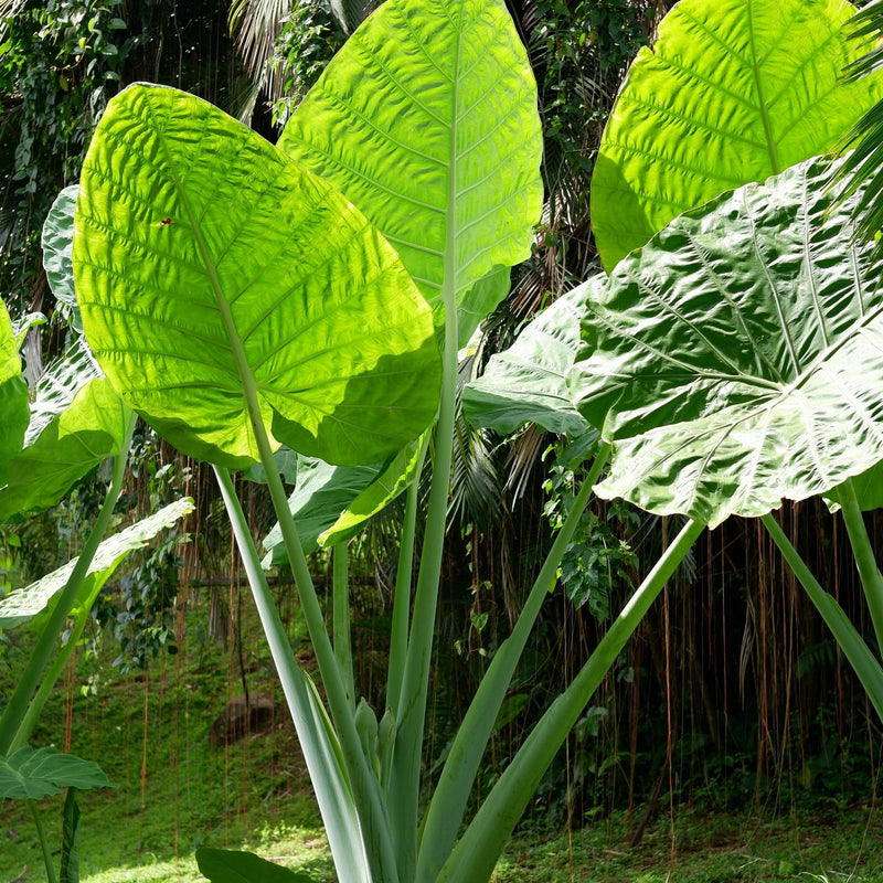 Alocasia Odora Giant Fragrant Elephant Ear