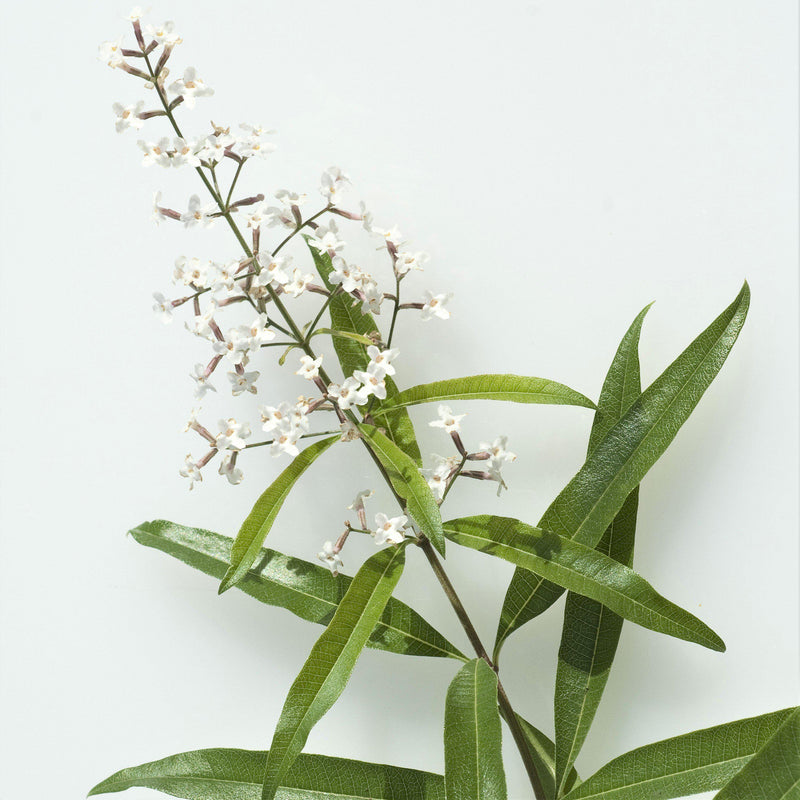 Aloysia triphylla Lemon Verbena