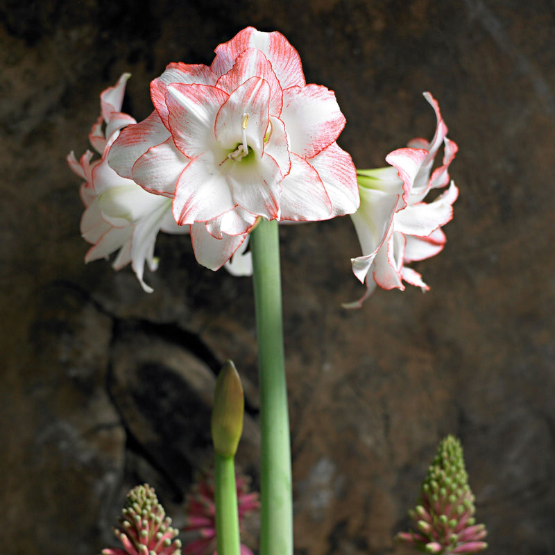 Amaryllis Aphrodite