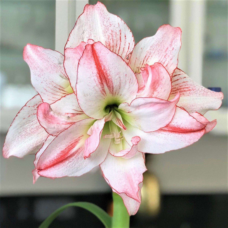 Amaryllis Aphrodite