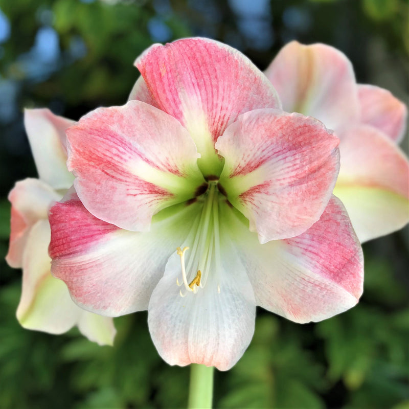 Amaryllis Pink Ladies Collection