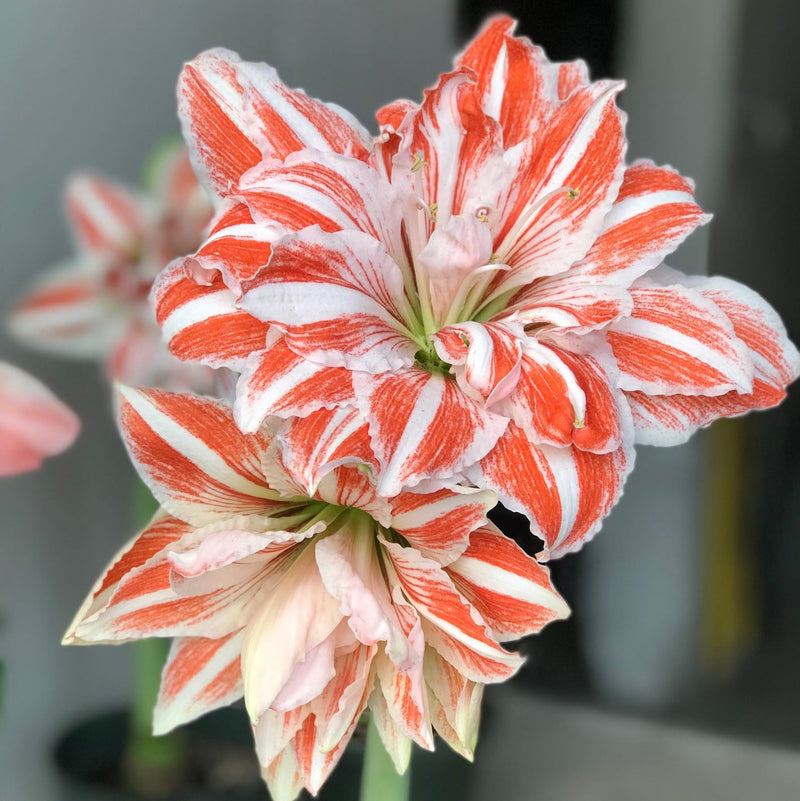 Amaryllis Dancing Queen (5 Pack)