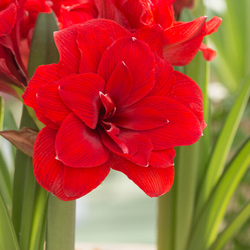 Amaryllis Double Dragon