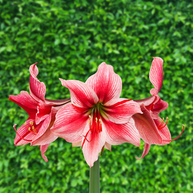 Amaryllis Gervase