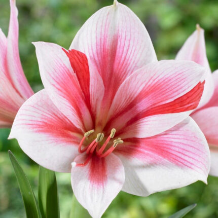 Amaryllis Gervase