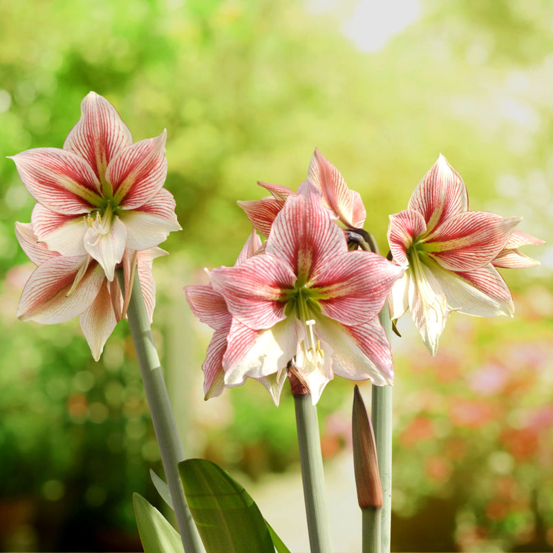 Amaryllis Glee (5 Pack)