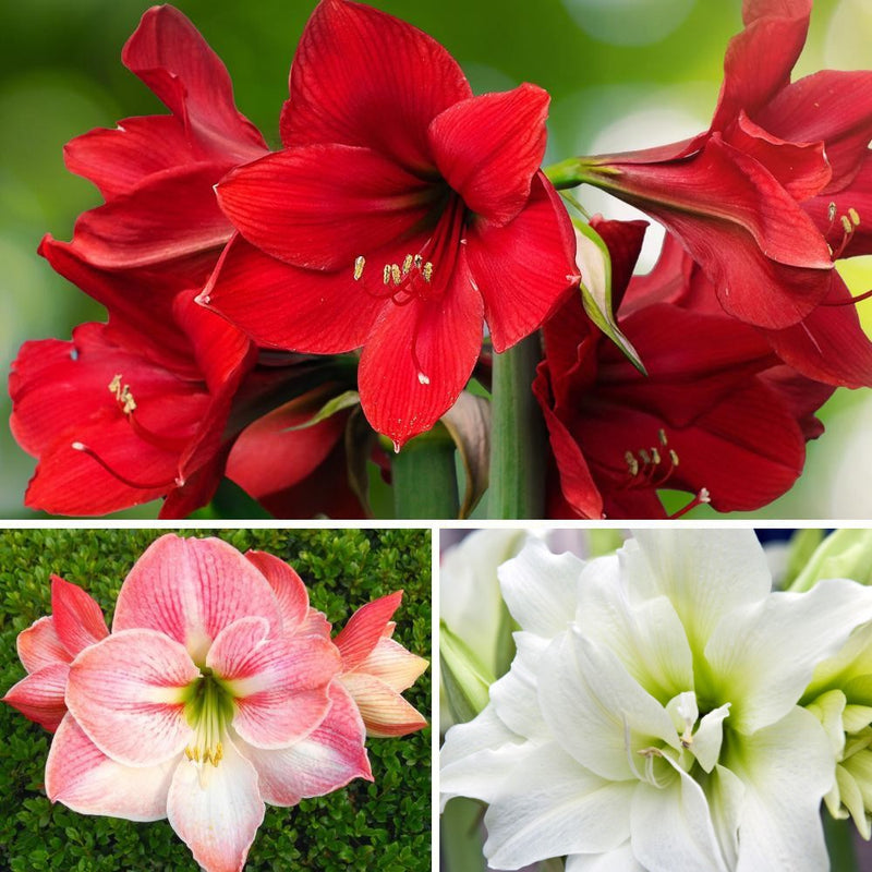 Amaryllis Jingle Bells Collection