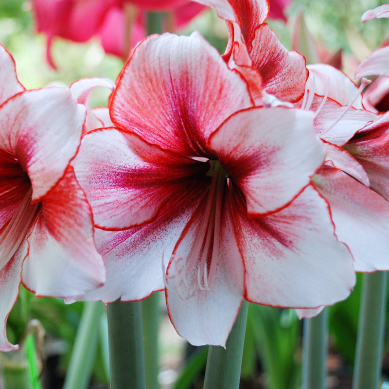 Amaryllis Temptation