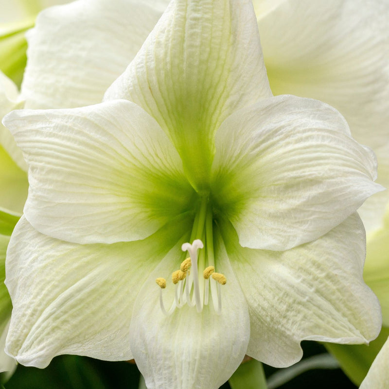 Amaryllis White Christmas (5 Pack)