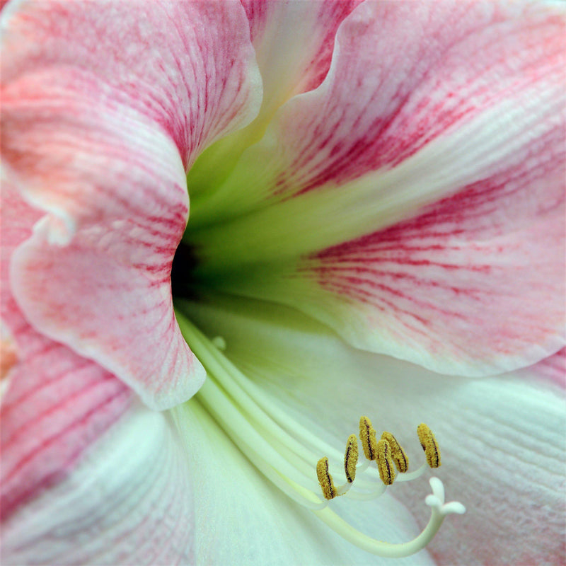 Amaryllis Apple Blossom