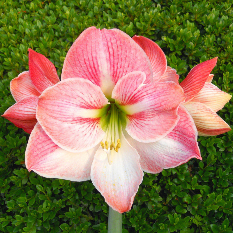 Amaryllis Apple Blossom