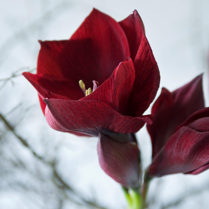 Amaryllis Benfica