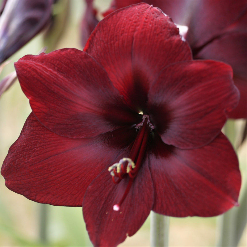 Amaryllis Benfica