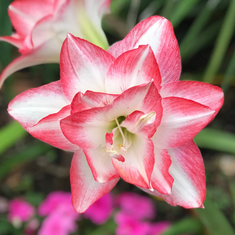 Amaryllis Blossom Peacock (5 Pack)