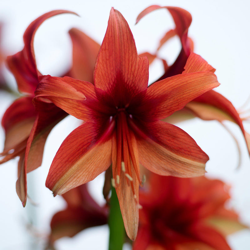 Amaryllis Bogota