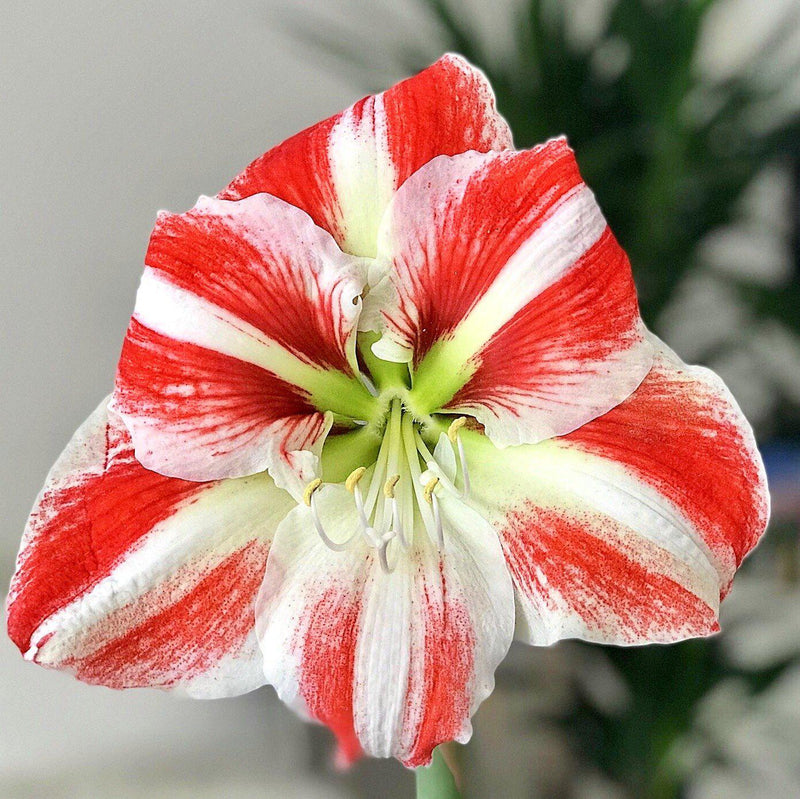 Amaryllis Clown