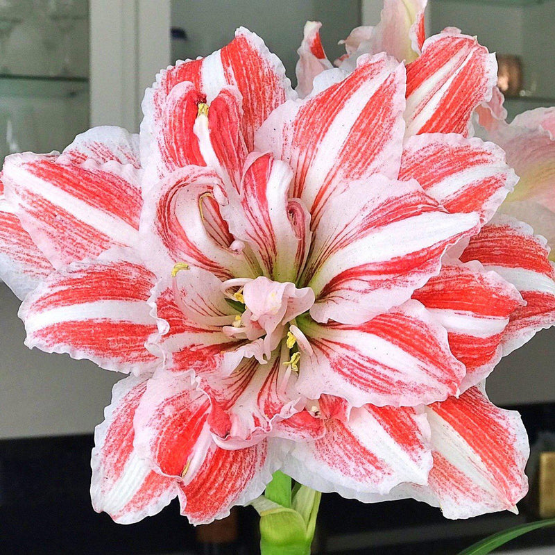 Amaryllis Dancing Queen