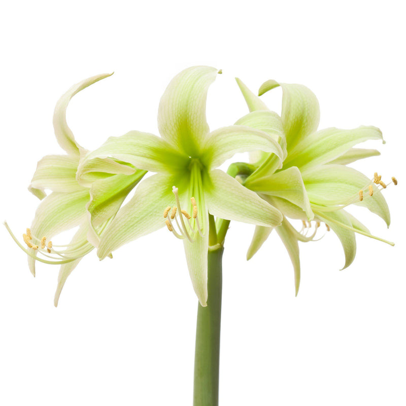 Amaryllis Evergreen