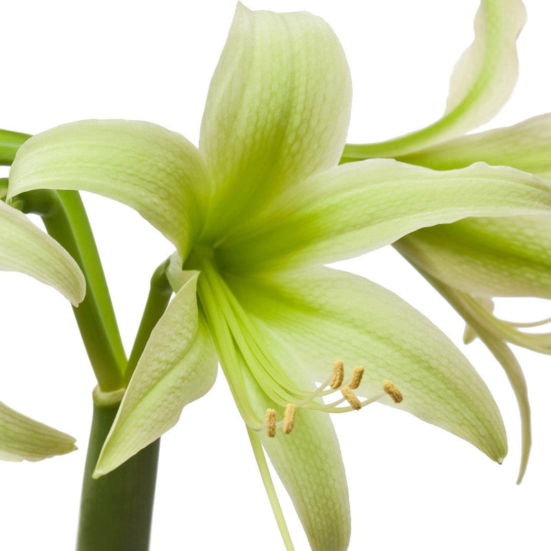 Amaryllis Evergreen