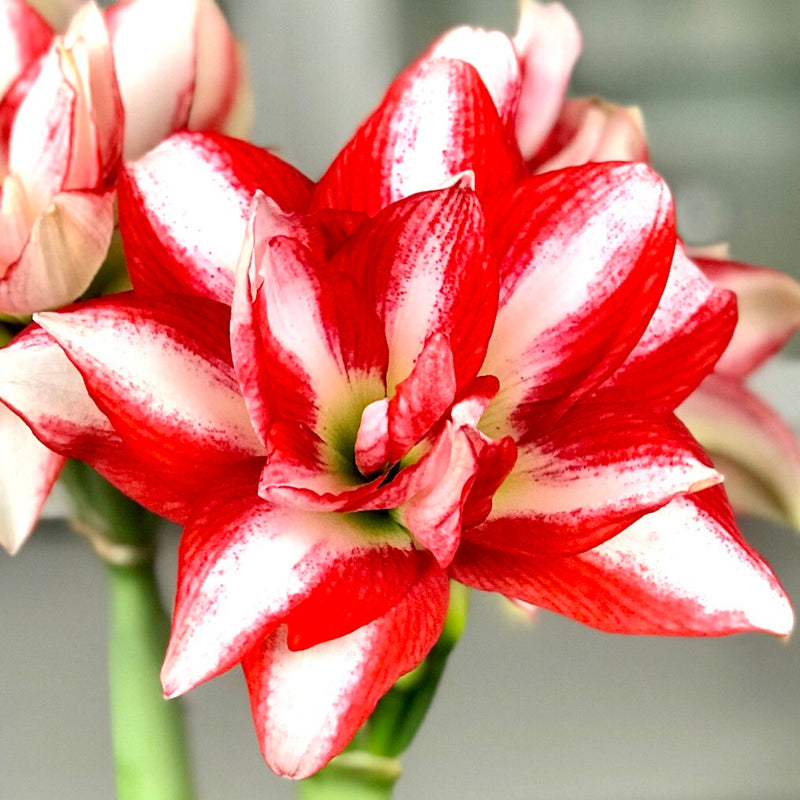 Amaryllis Exotic Peacock